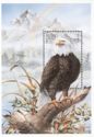 Bald Eagle (Haliaeëtus leucocephalus)